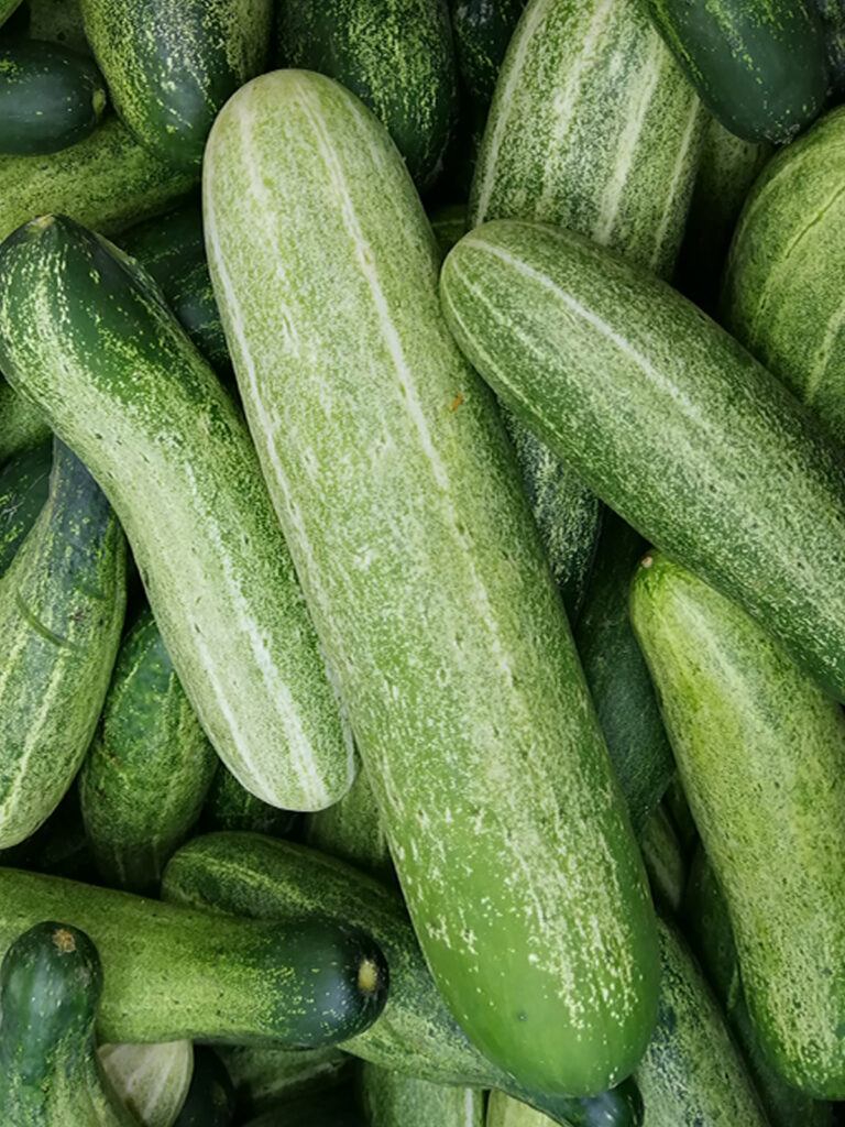 Pepino persa